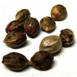 Семена марихуаны АК-47  (Seeds AK-47) в Рязани